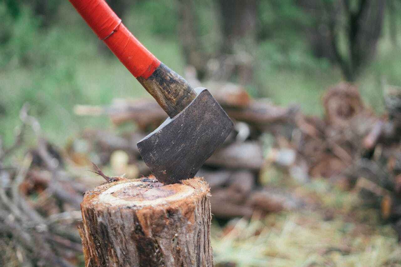 Best Affordable Tree Cutting  in USA